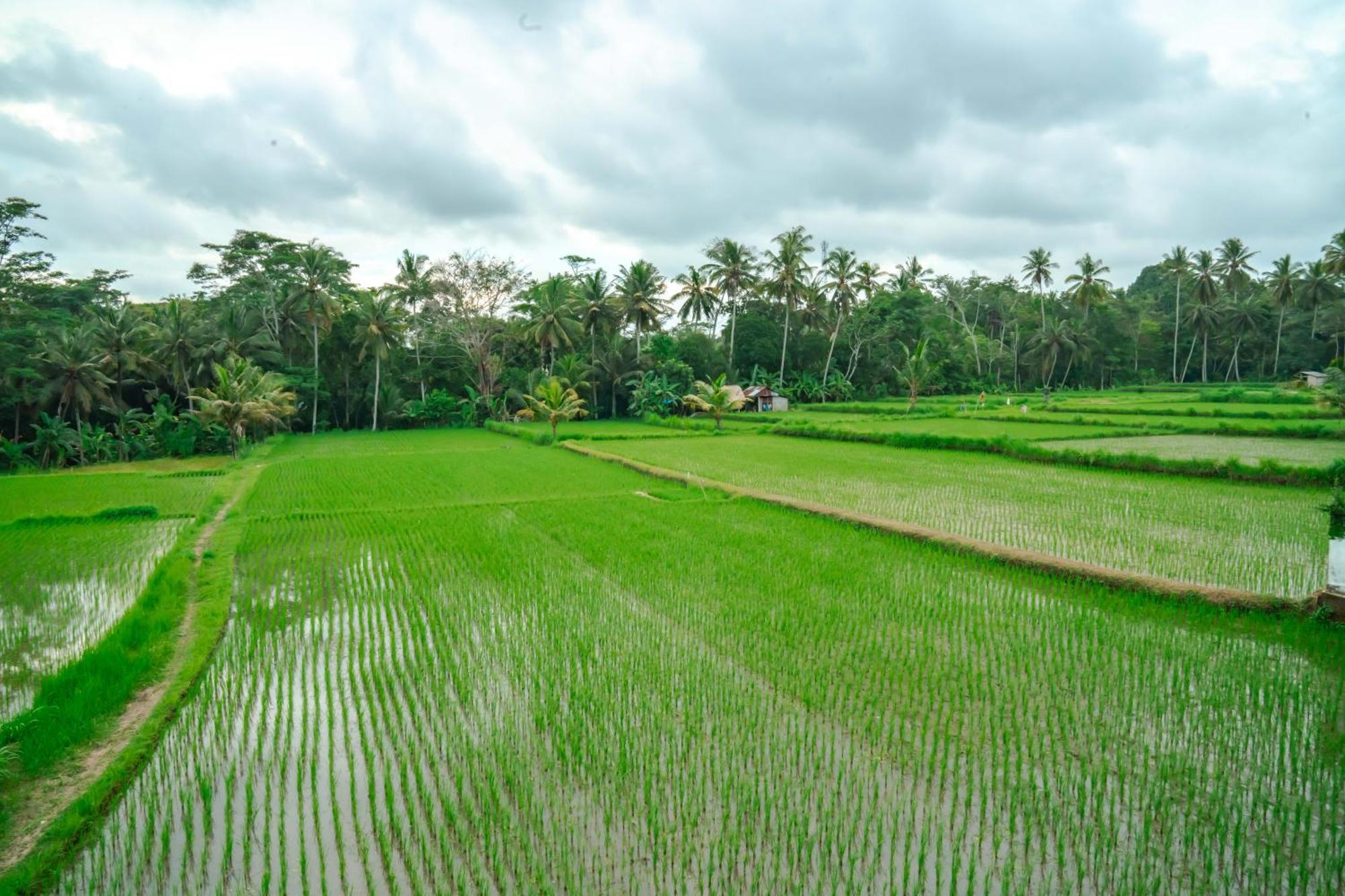 Tulus Hati Ubud Retreat Екстер'єр фото